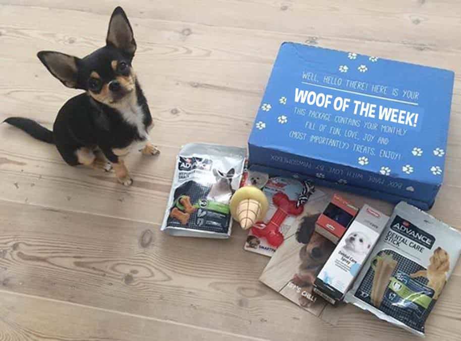puppy subscription box uk