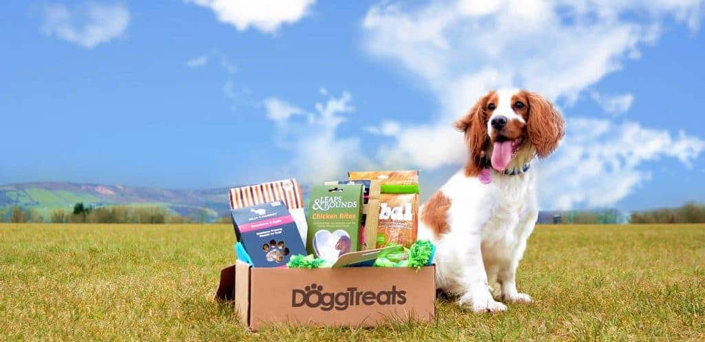 dog treat subscription box